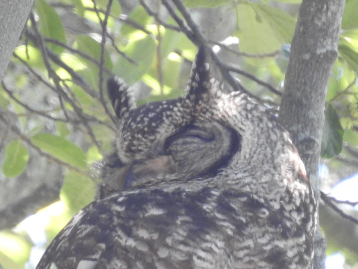 Grand-duc africain - ML644446904