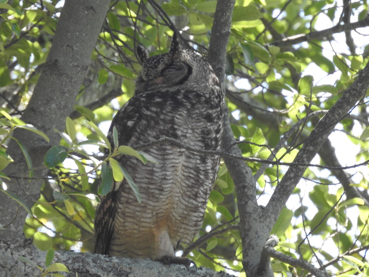 Grand-duc africain - ML644446905