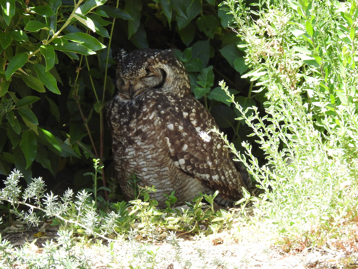 Grand-duc africain - ML644446906