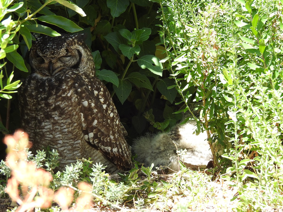 Grand-duc africain - ML644446907