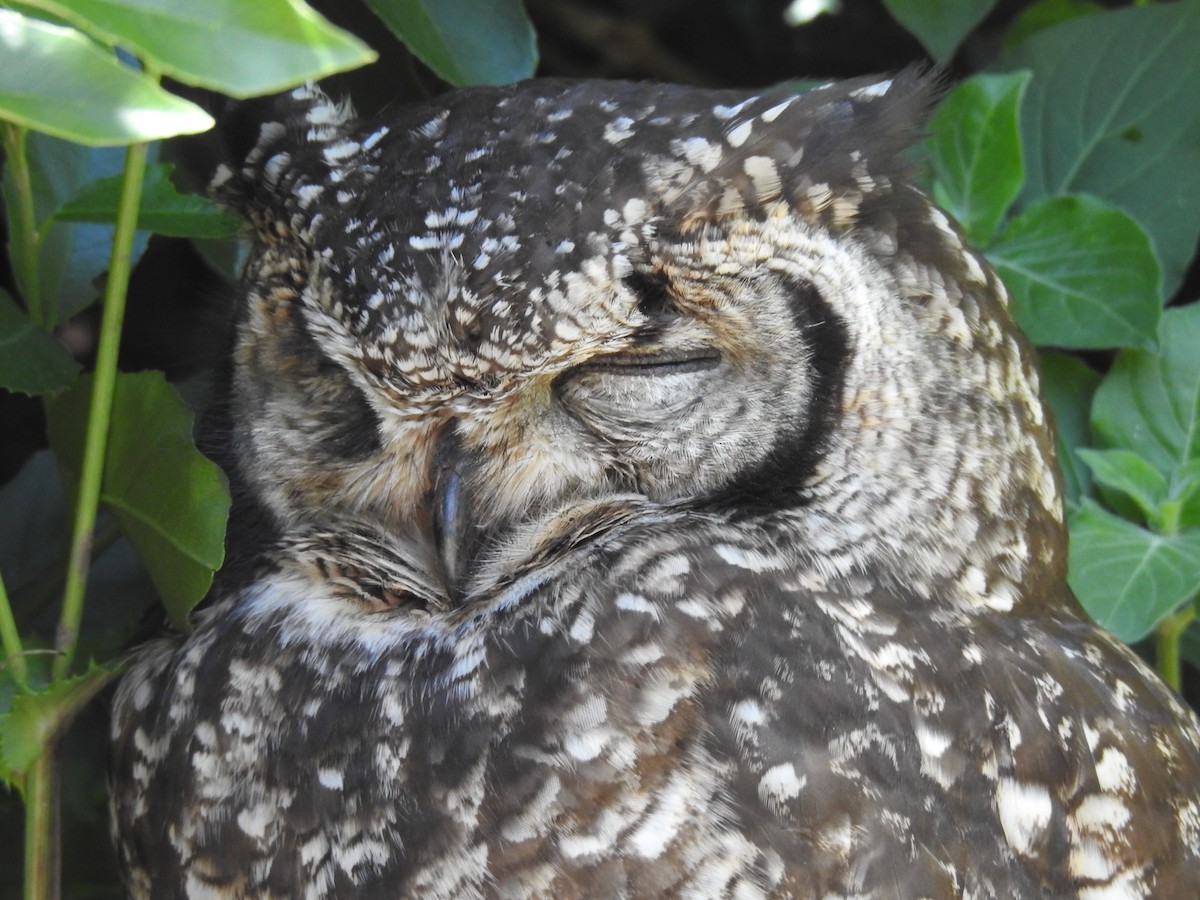 Grand-duc africain - ML644446908