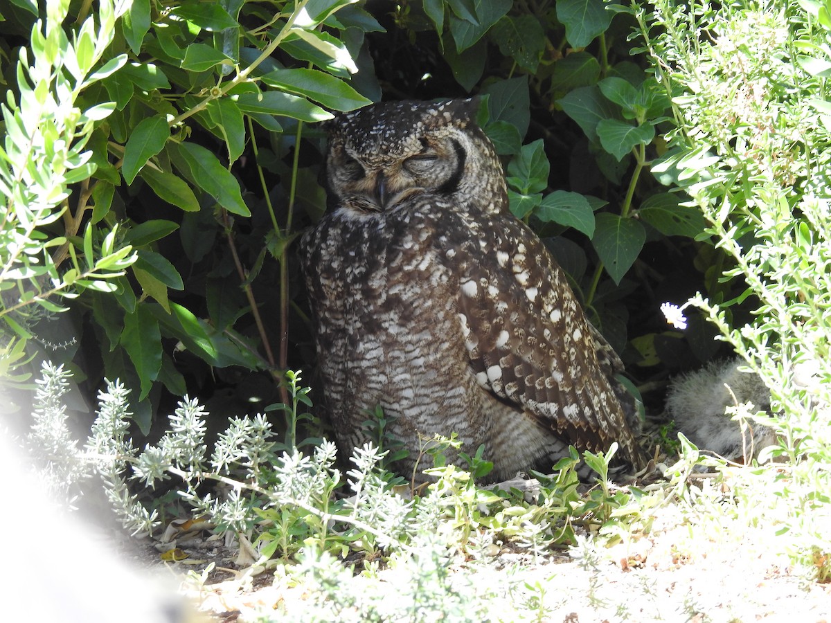 Grand-duc africain - ML644446910