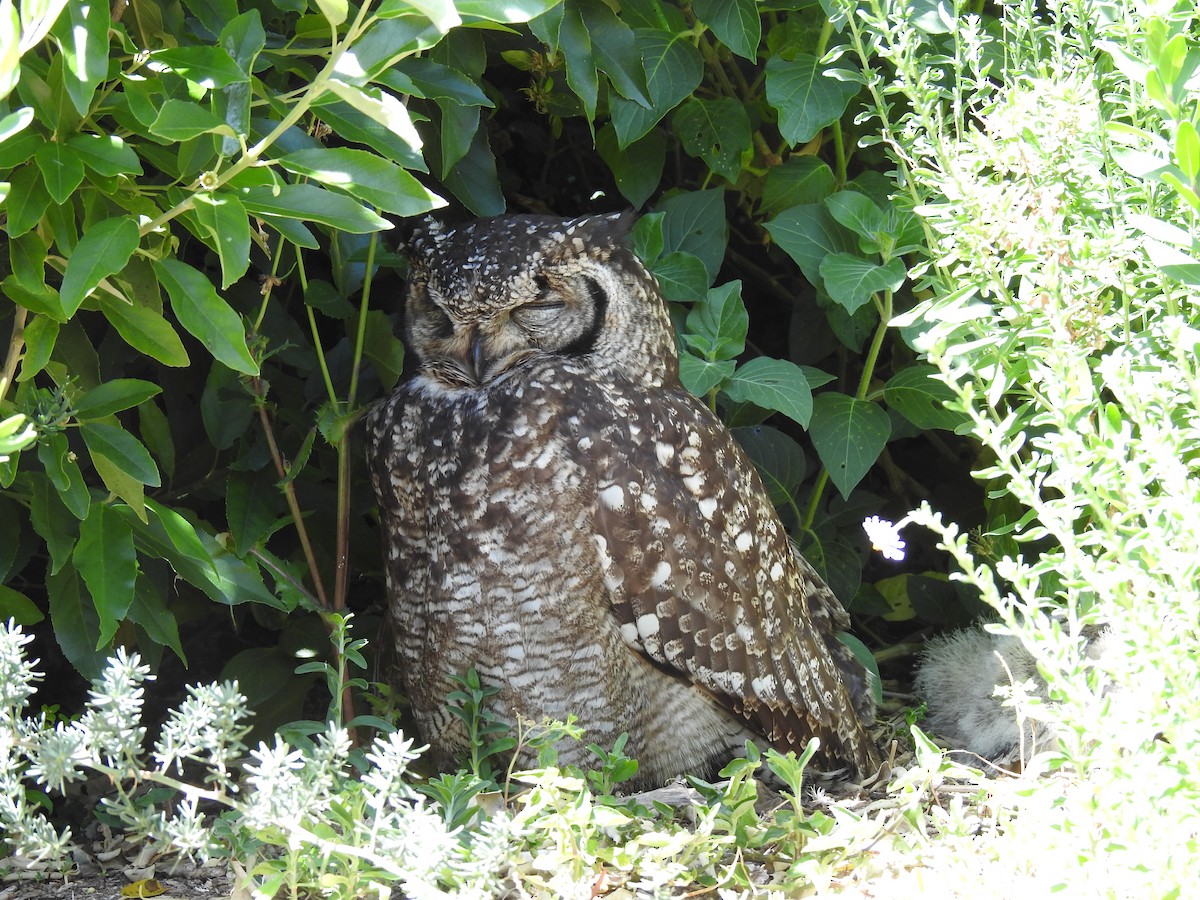 Grand-duc africain - ML644446911