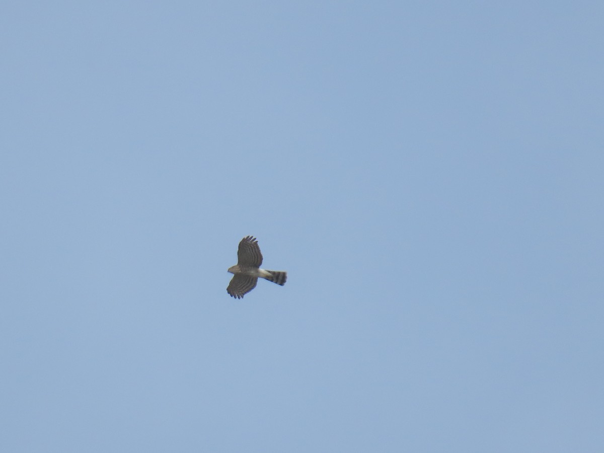 krahujec americký - ML644446912