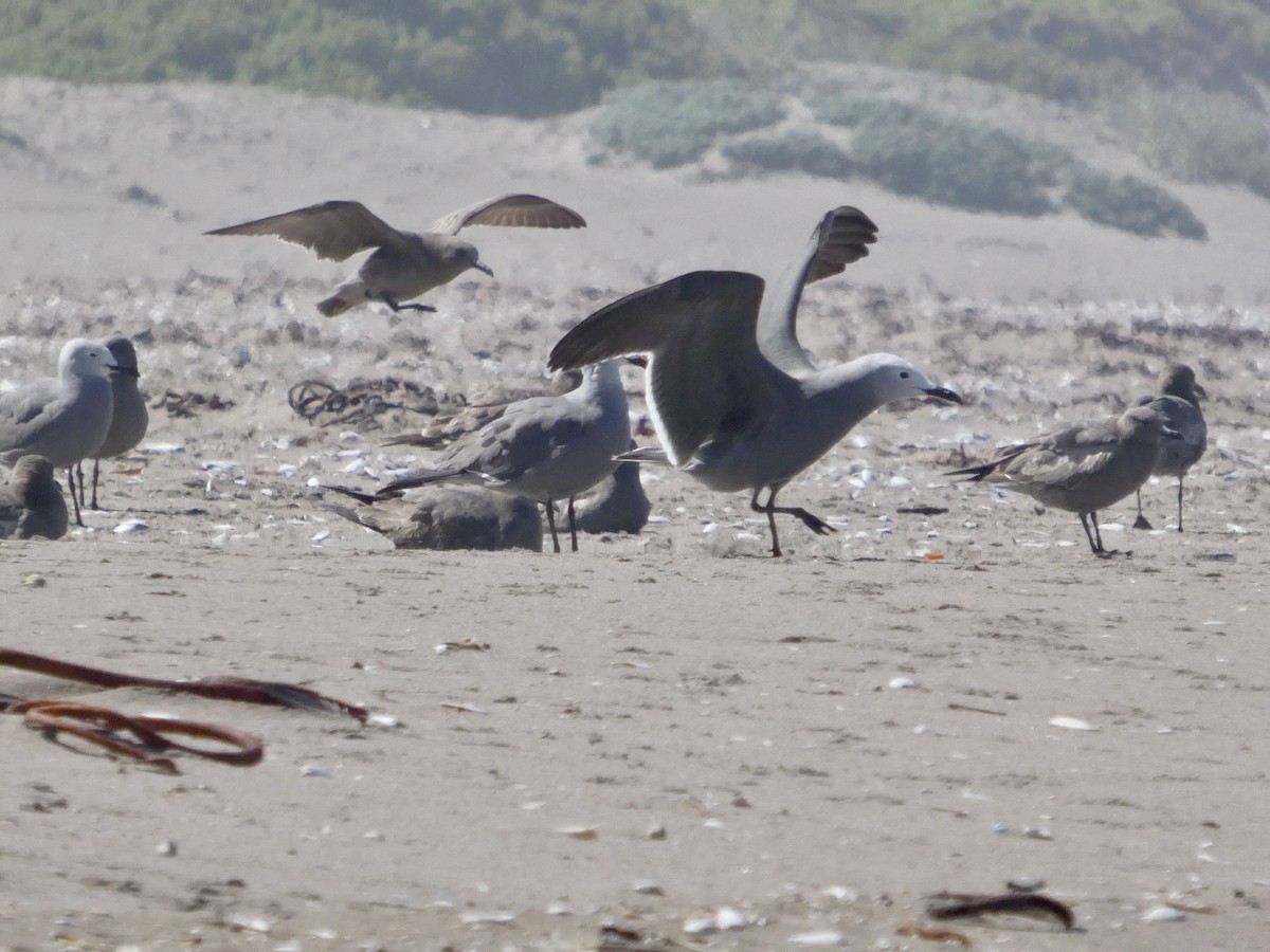Gray Gull - ML644446913