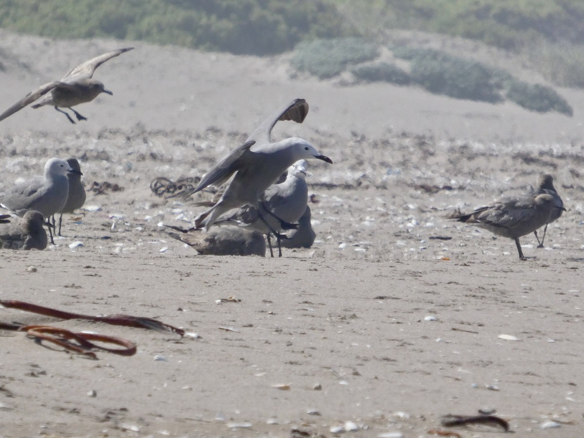 Gray Gull - ML644446914