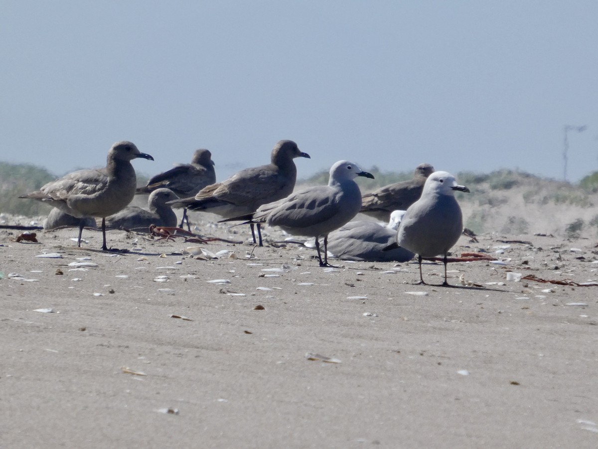Gray Gull - ML644446915