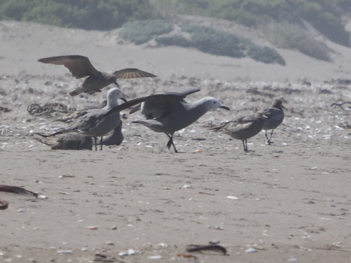 Gray Gull - ML644446916