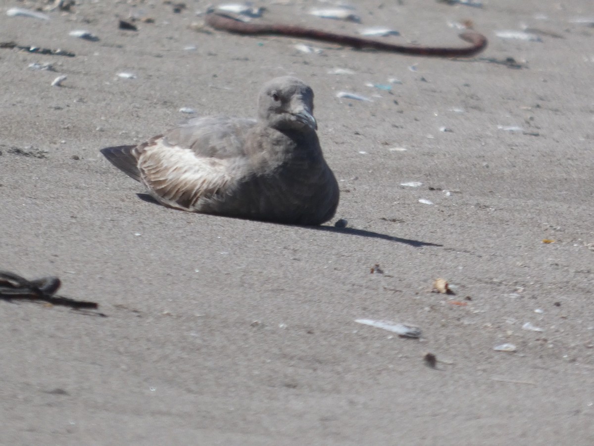 Gray Gull - ML644446917