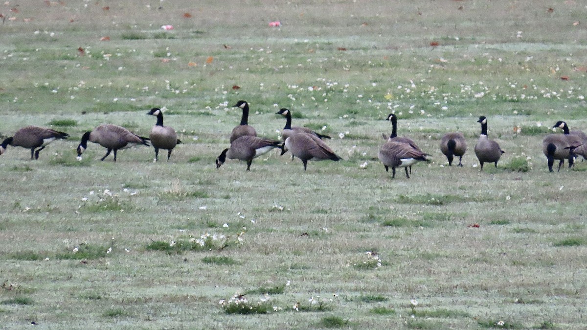 berneška malá - ML644446937