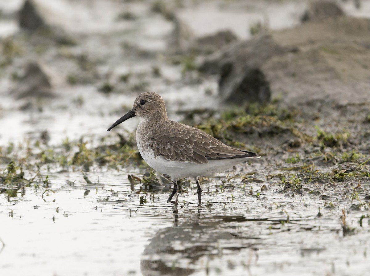 Correlimos Común - ML644446938