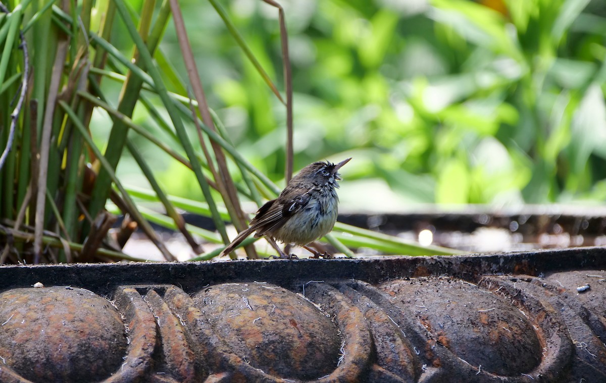 Benekli Serikornis - ML644446940