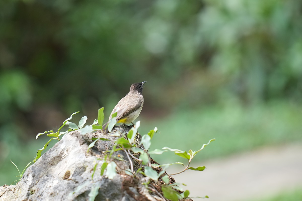 בולבול אפריקני - ML644446941