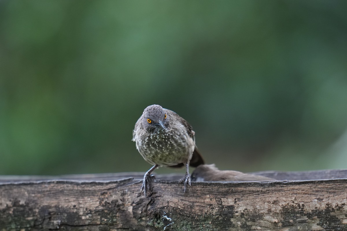Arrow-marked Babbler - ML644446946