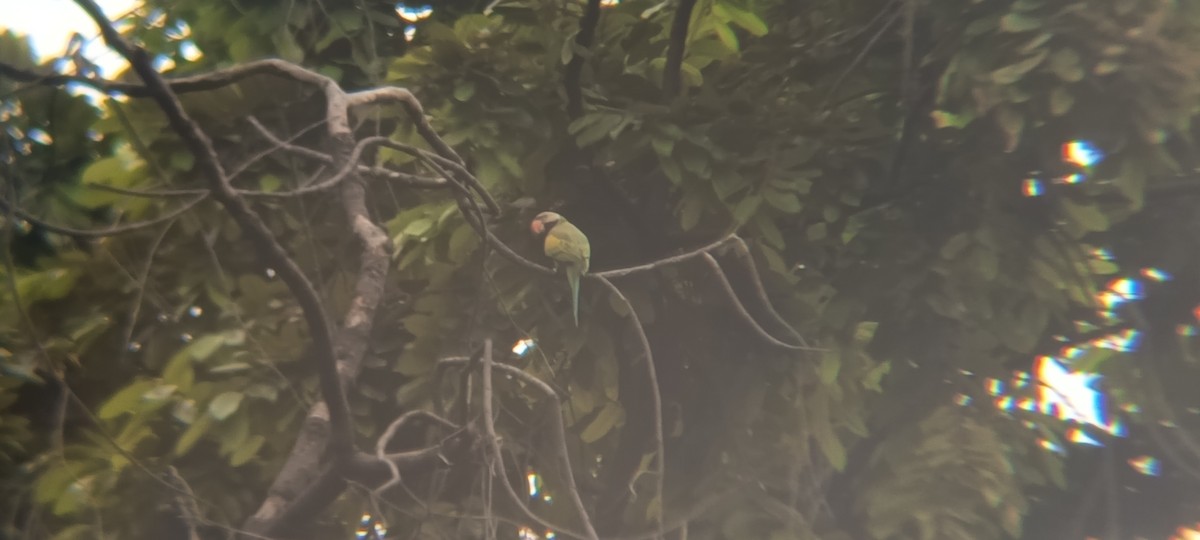 Red-breasted Parakeet - ML644446949