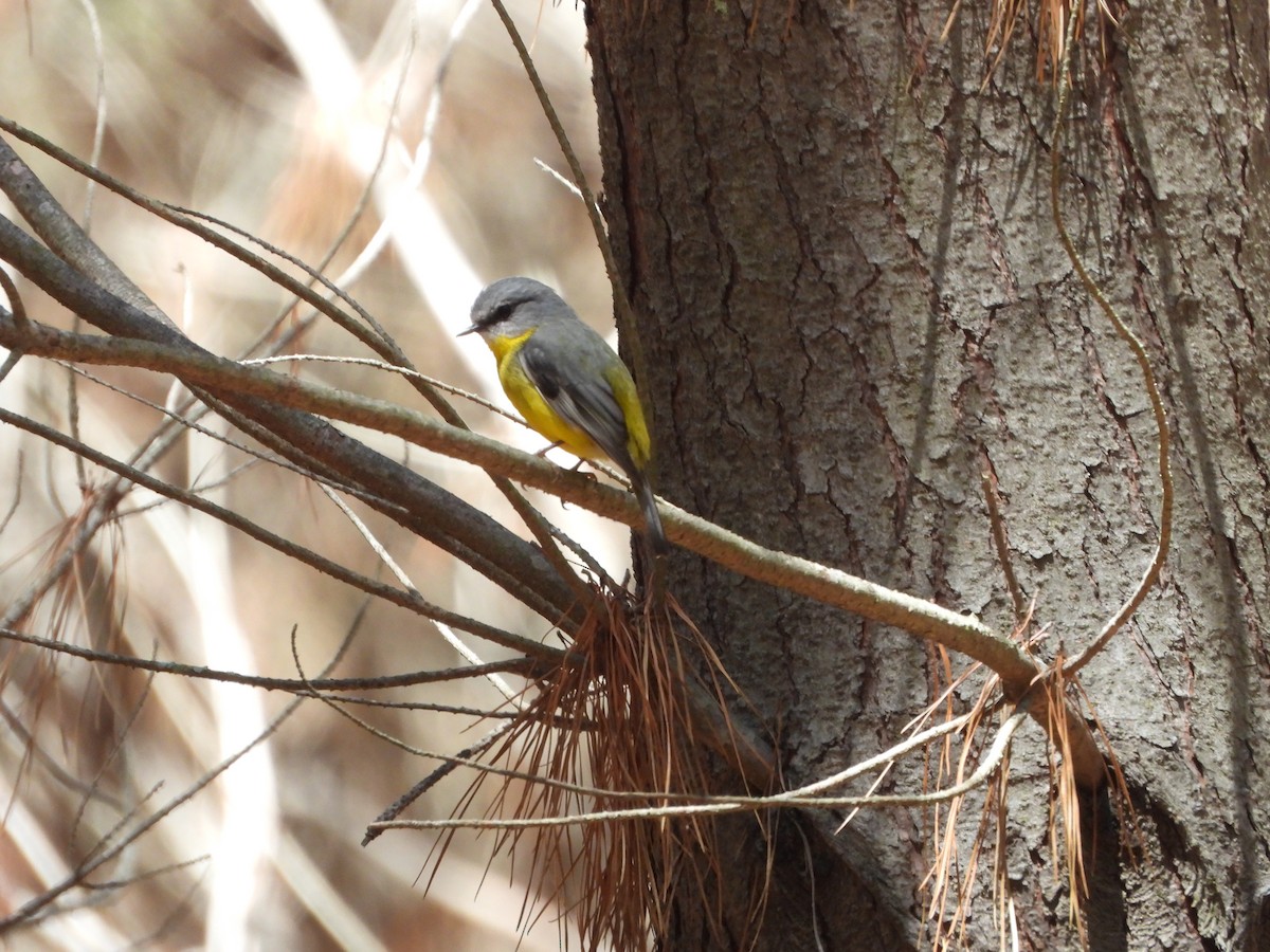 eBird Checklist - 1 Nov 2025 - Bracks Hole Road, Coree - 16 species (+1 ...