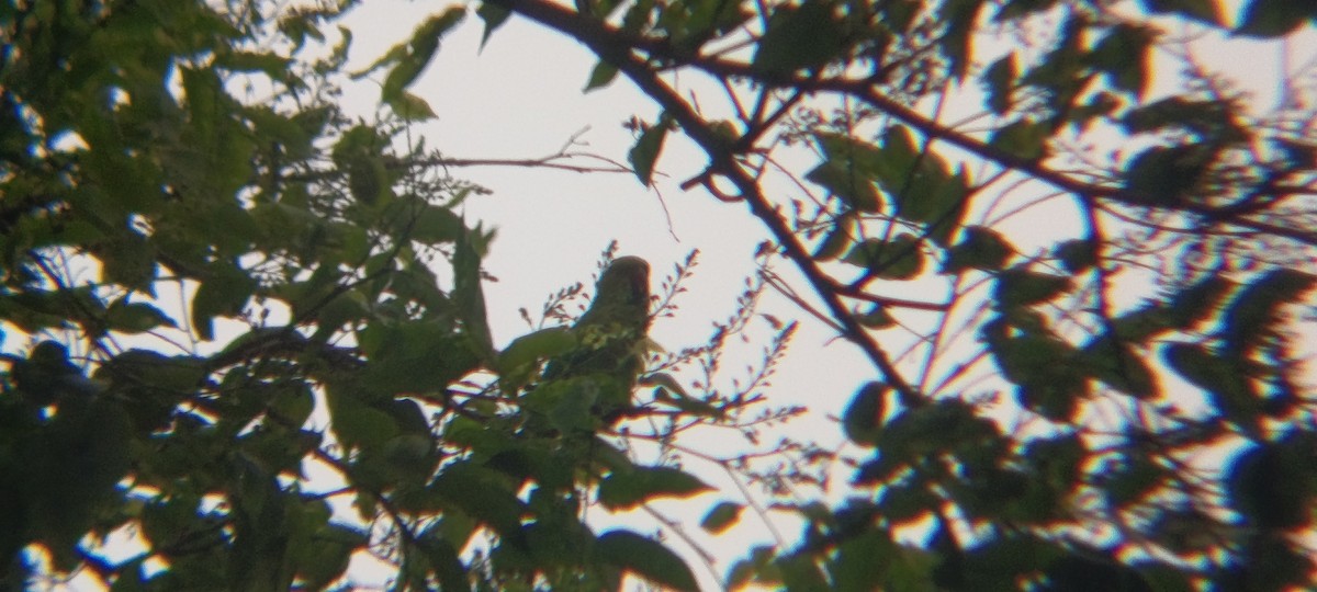 Olive-headed Lorikeet - ML644446959