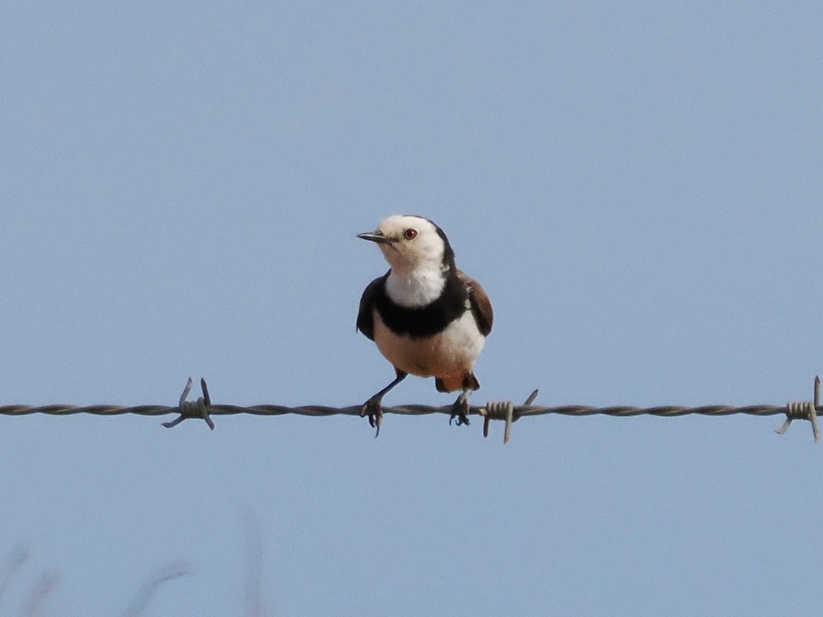 Eptianuro Pío - ML644446960