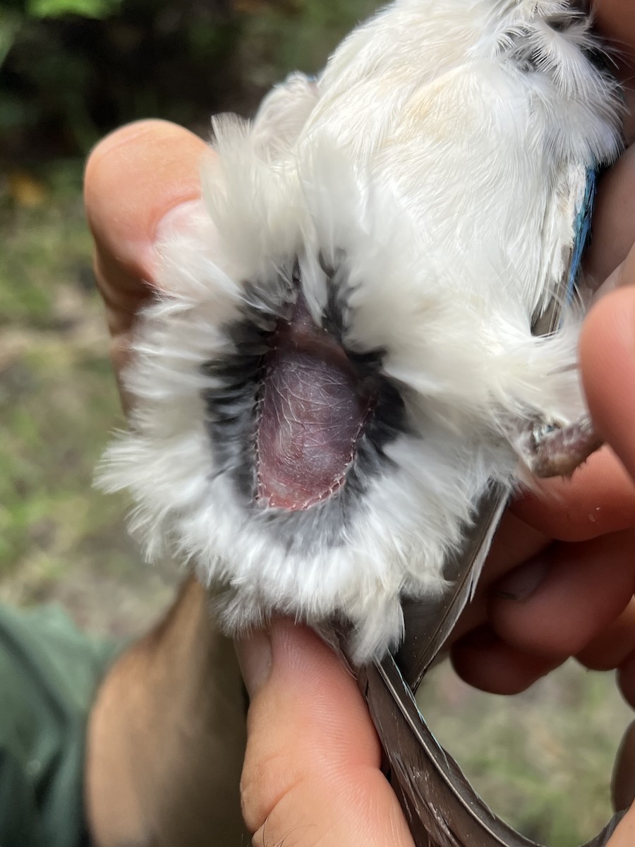 Mariana Kingfisher - ML644446977