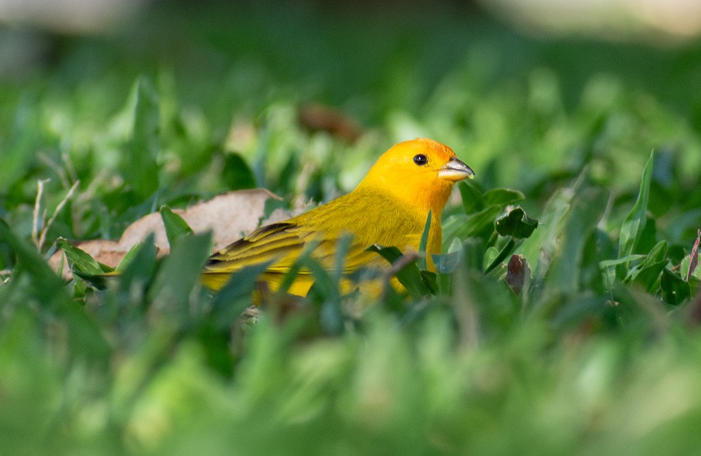 Saffron Finch - ML644446991