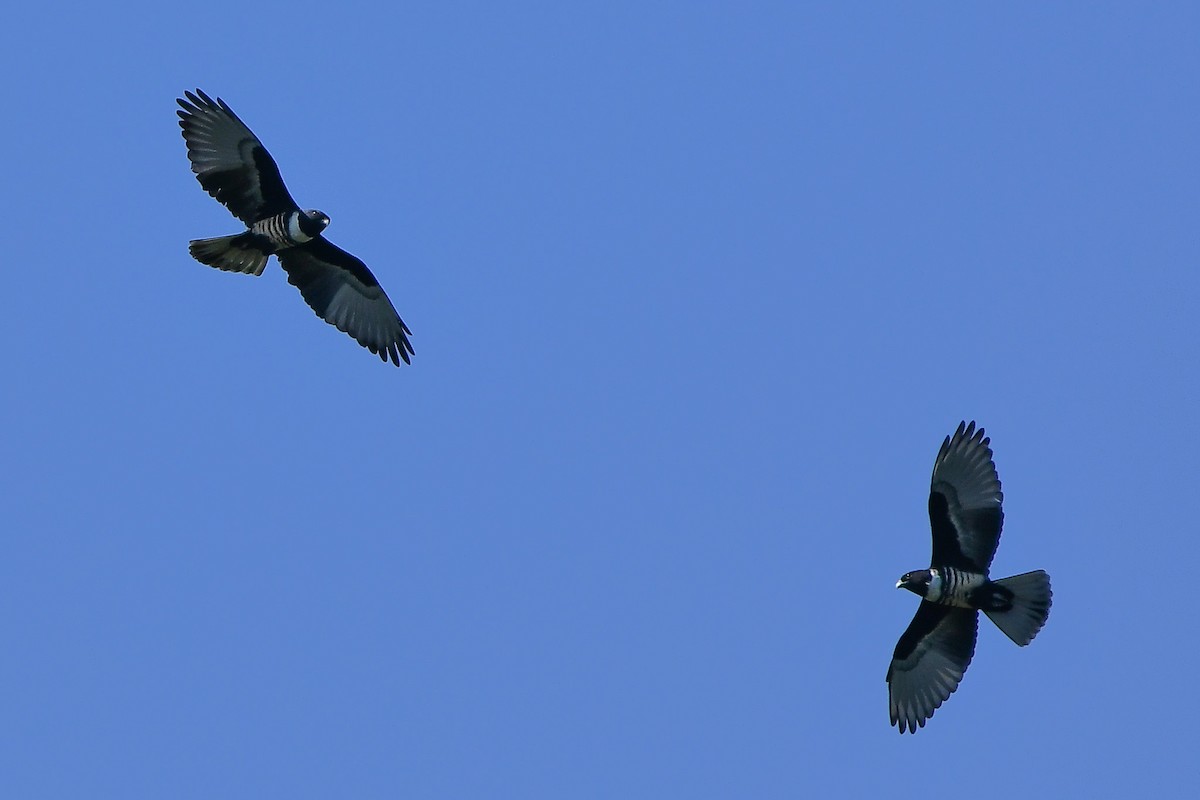 Black Baza - ML644446992