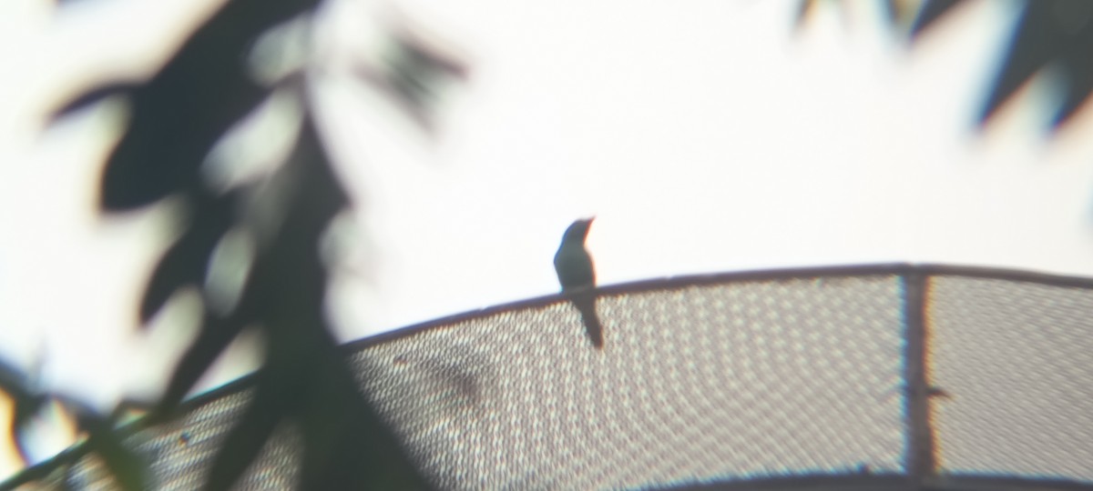 špaček rudooký - ML644446993