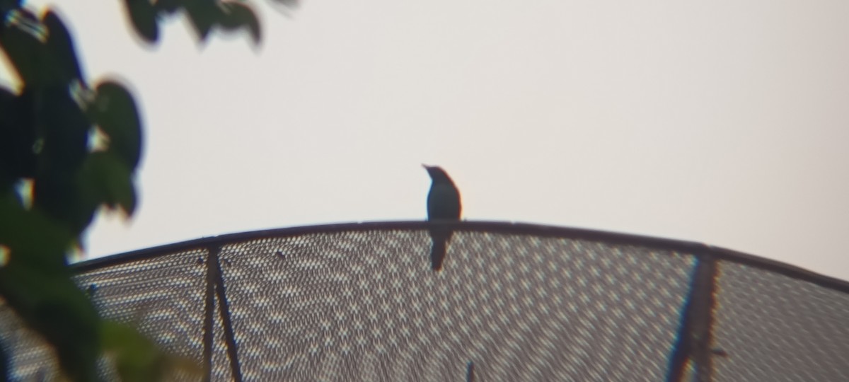 špaček rudooký - ML644446994