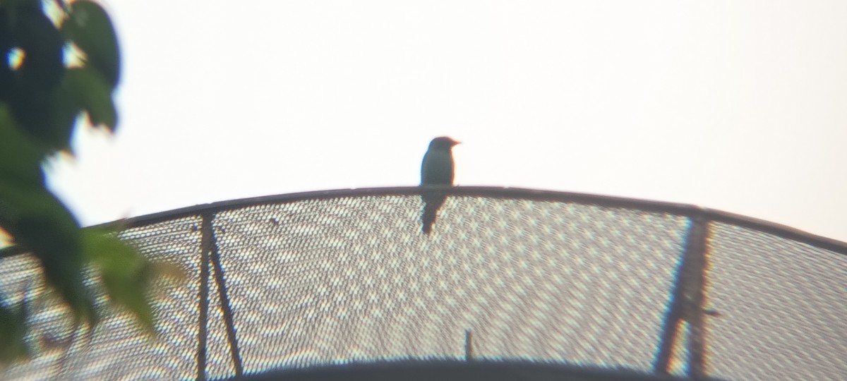 špaček rudooký - ML644446995