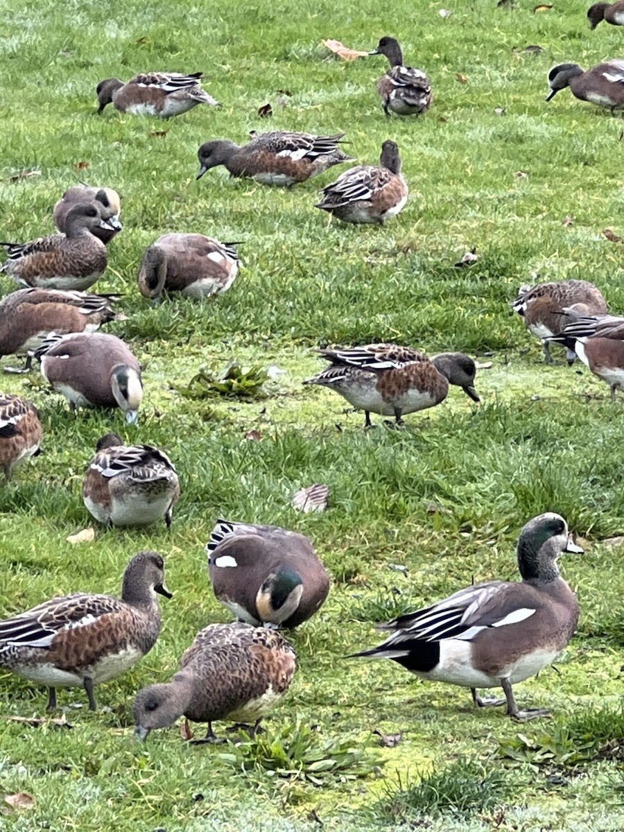 American Wigeon - ML644446996