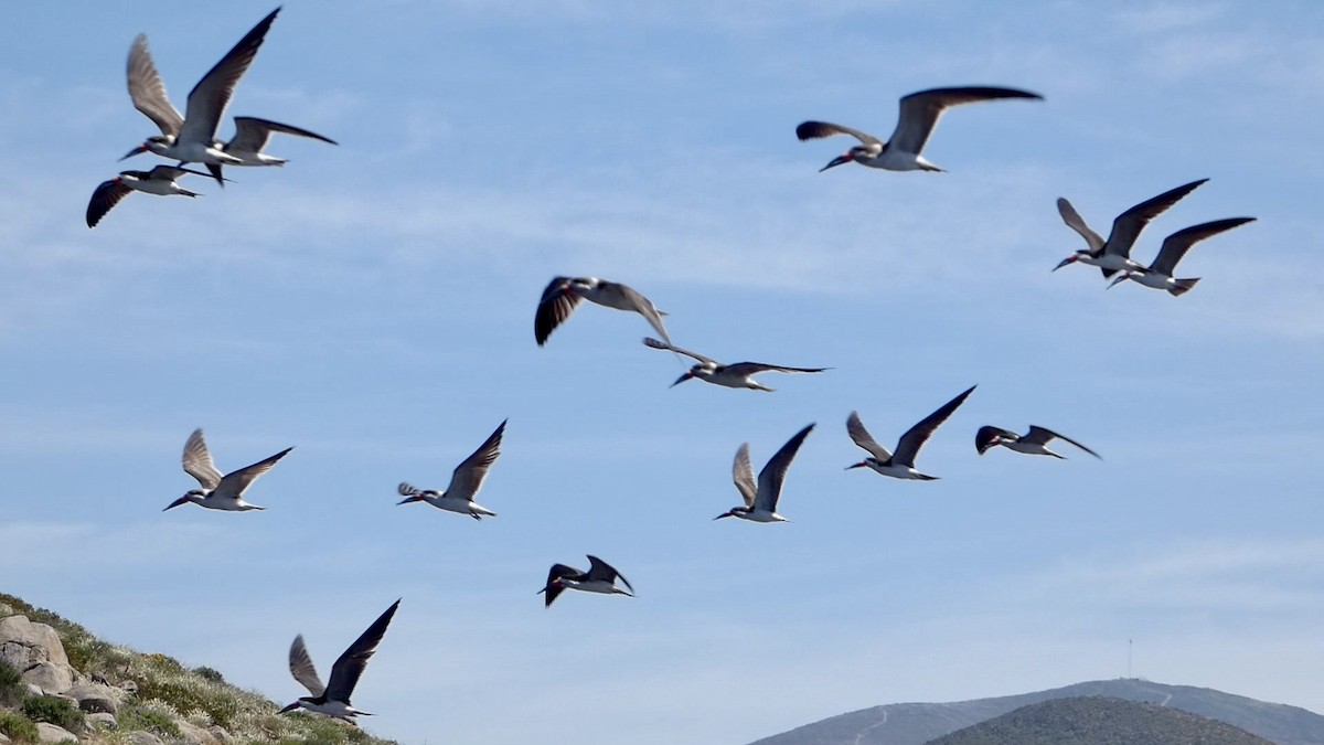 Black Skimmer - ML644447016