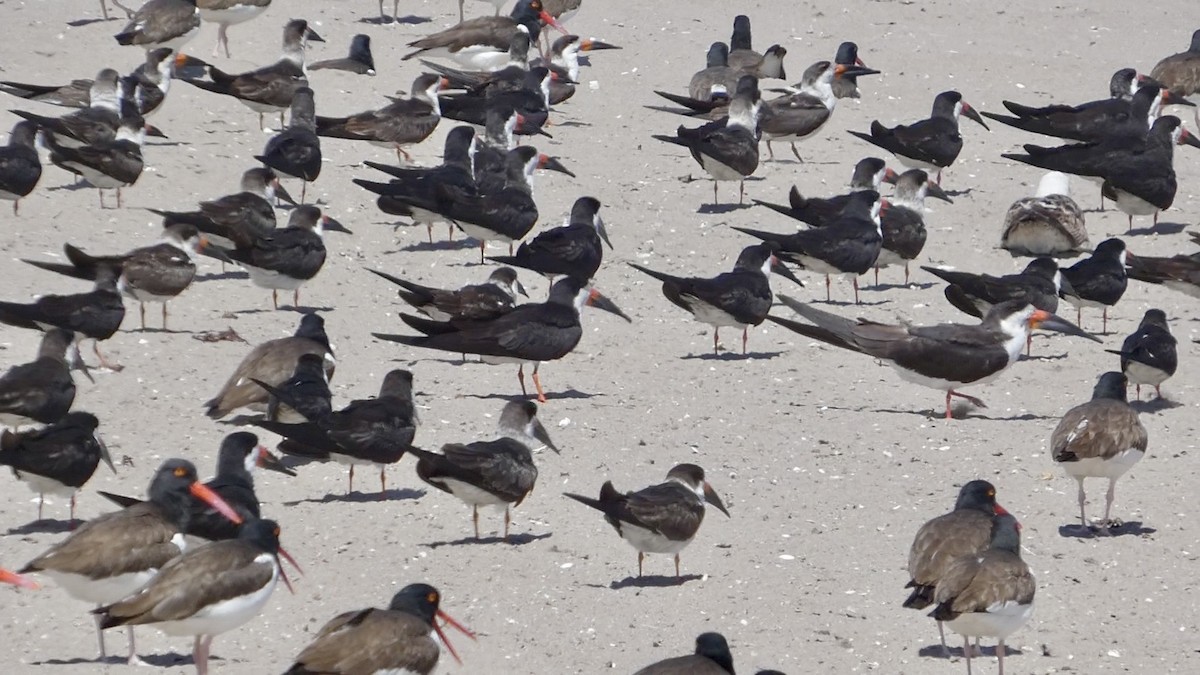 Black Skimmer - ML644447017