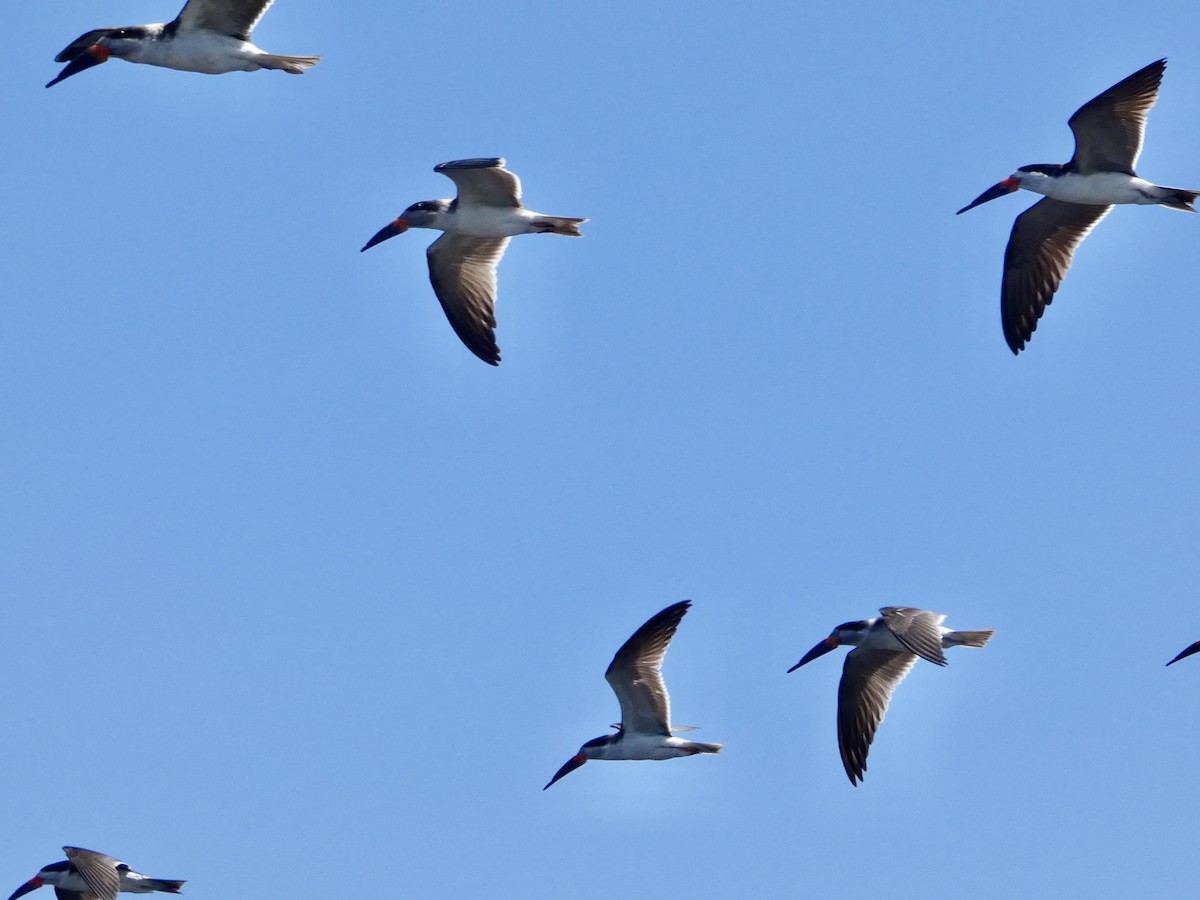 Black Skimmer - ML644447018