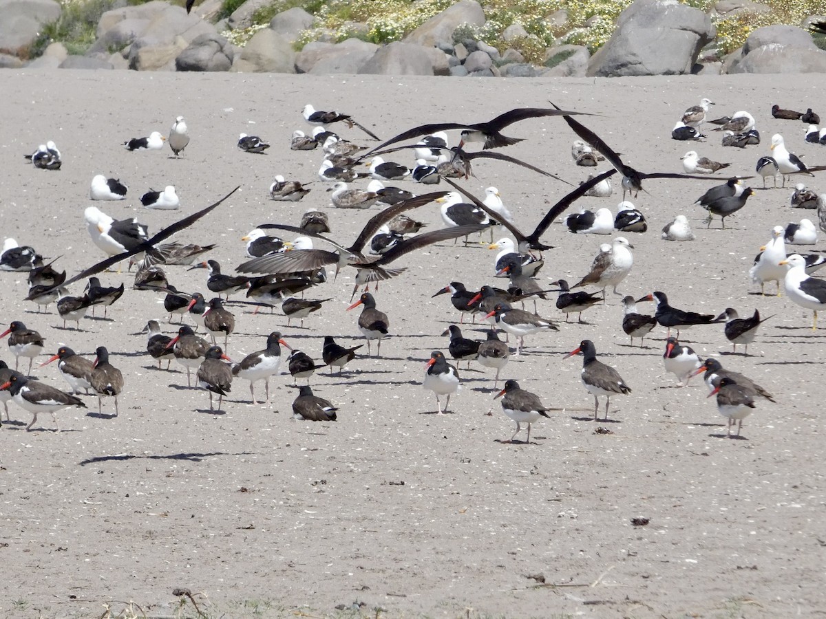 Black Skimmer - ML644447019