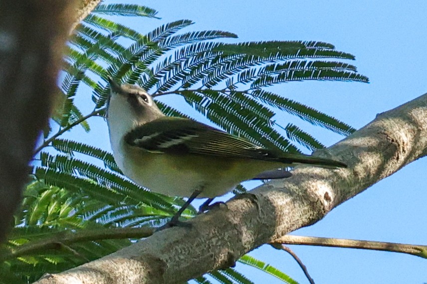 Blue-headed Vireo - ML644447023