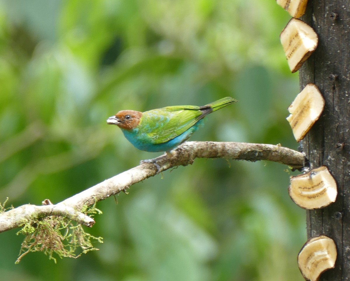 チャガシラフウキンチョウ - ML644447037