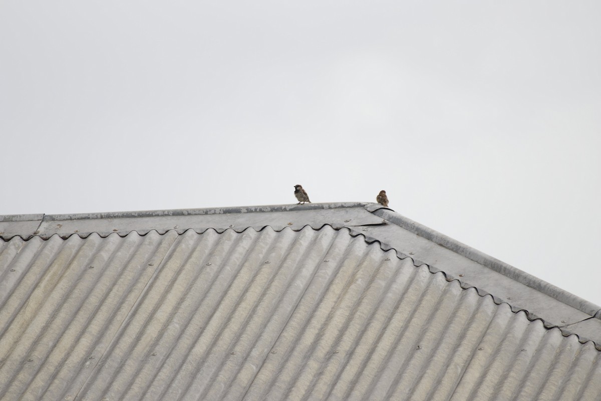 Haussperling - ML644447040