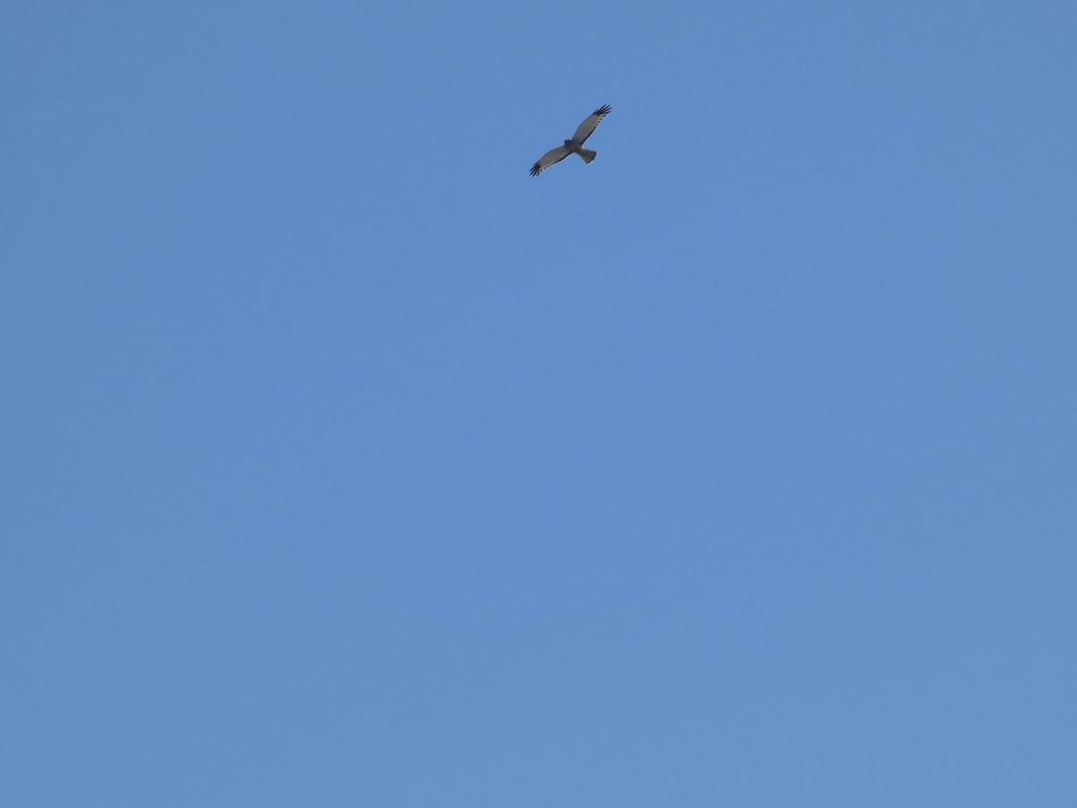 Cinereous Harrier - ML644447045