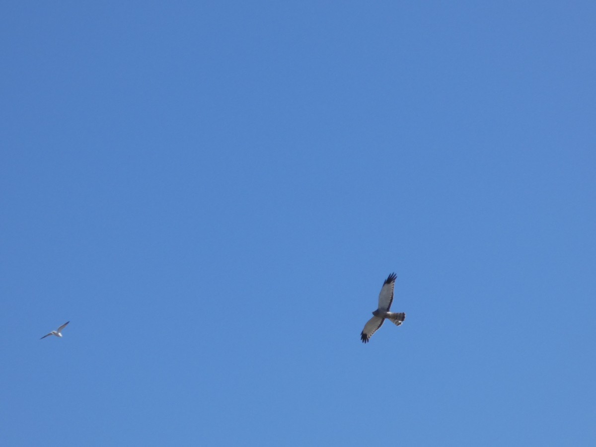 Cinereous Harrier - ML644447046