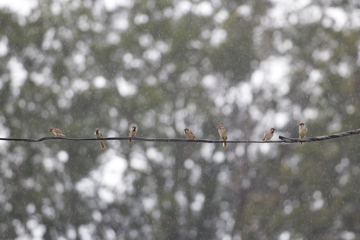 Feldsperling - ML644447047