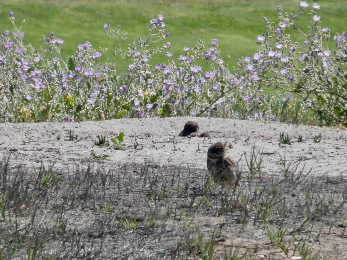 Burrowing Owl - ML644447069