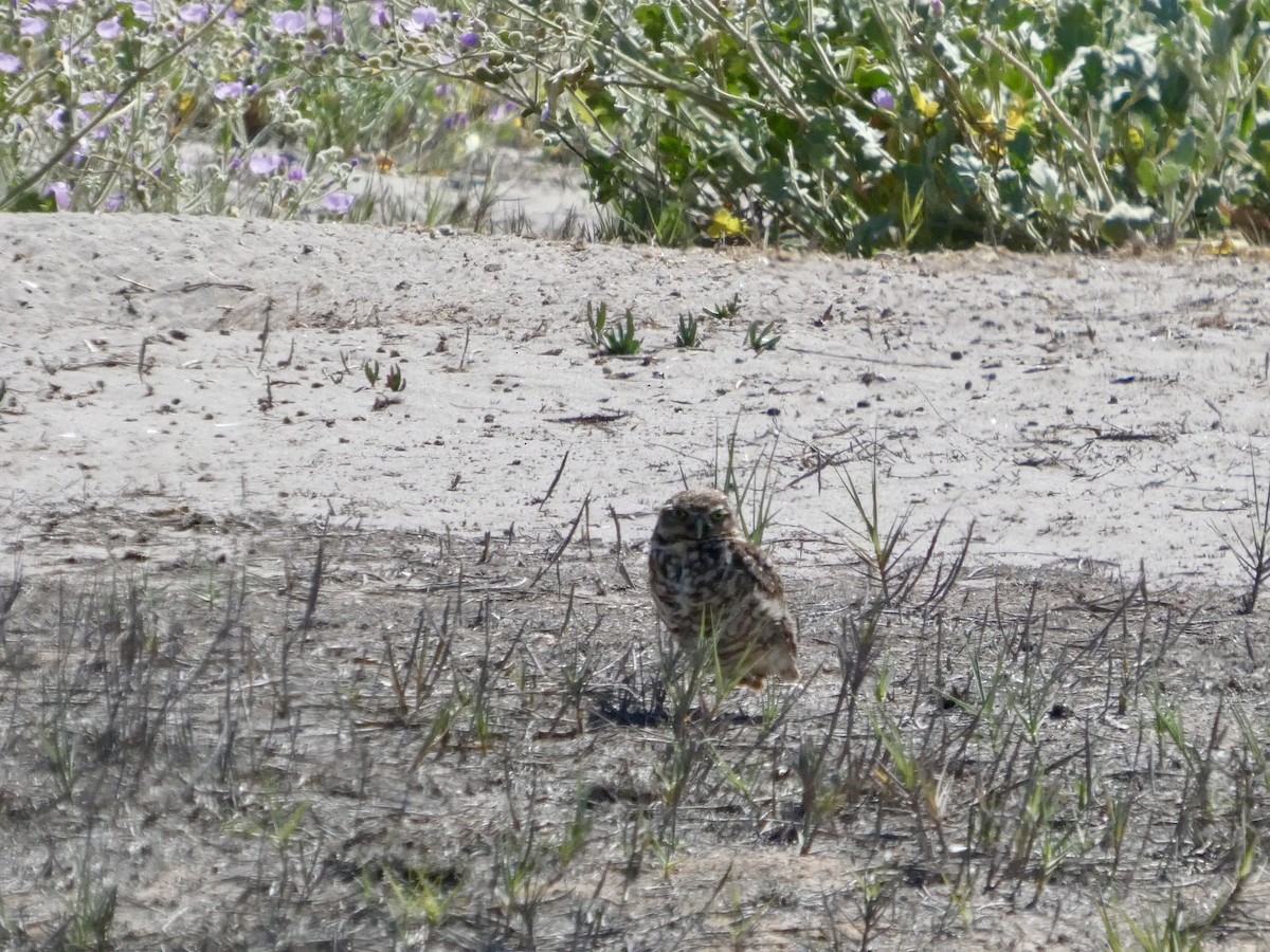 Burrowing Owl - ML644447070
