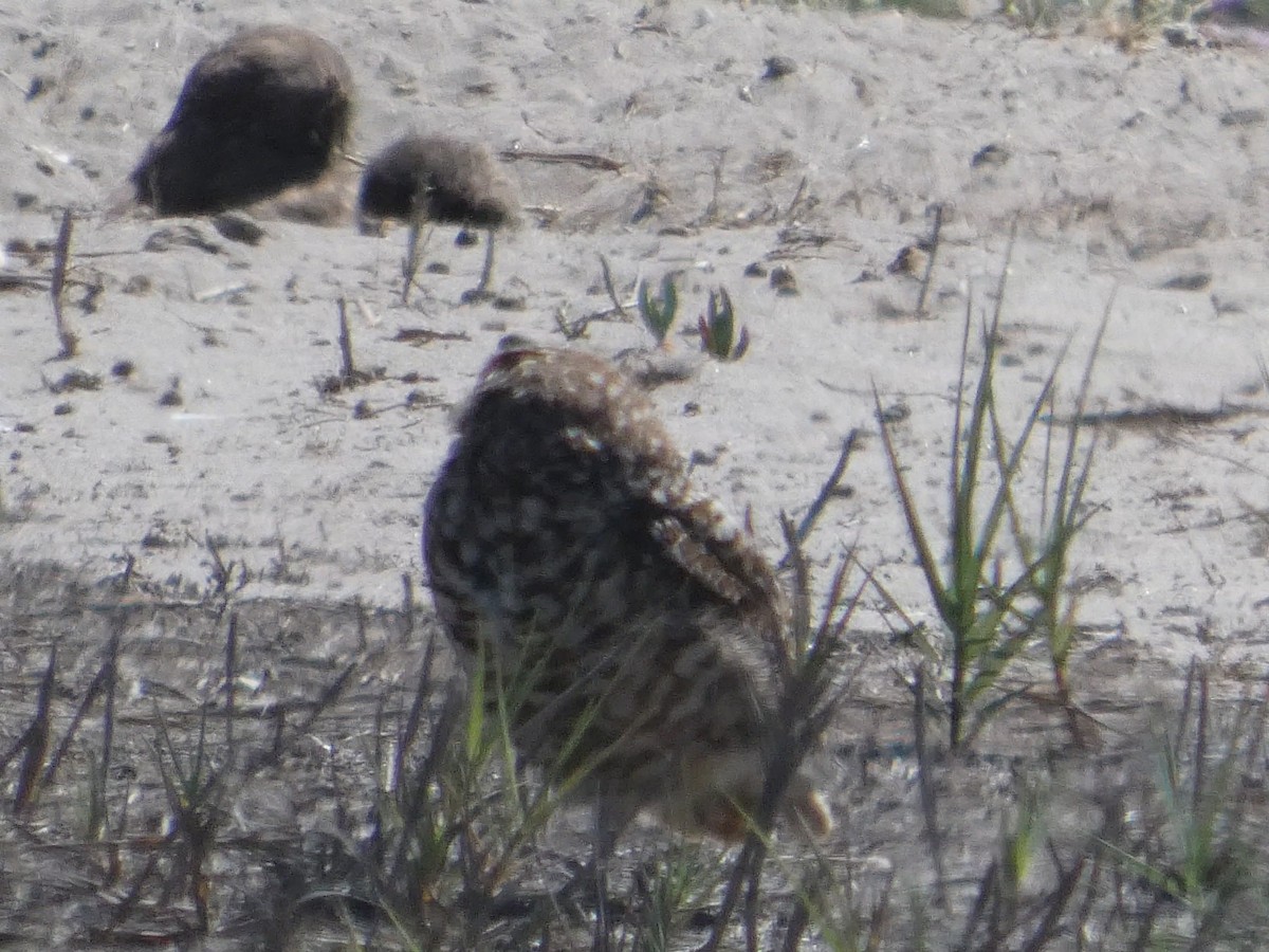 Burrowing Owl - ML644447071