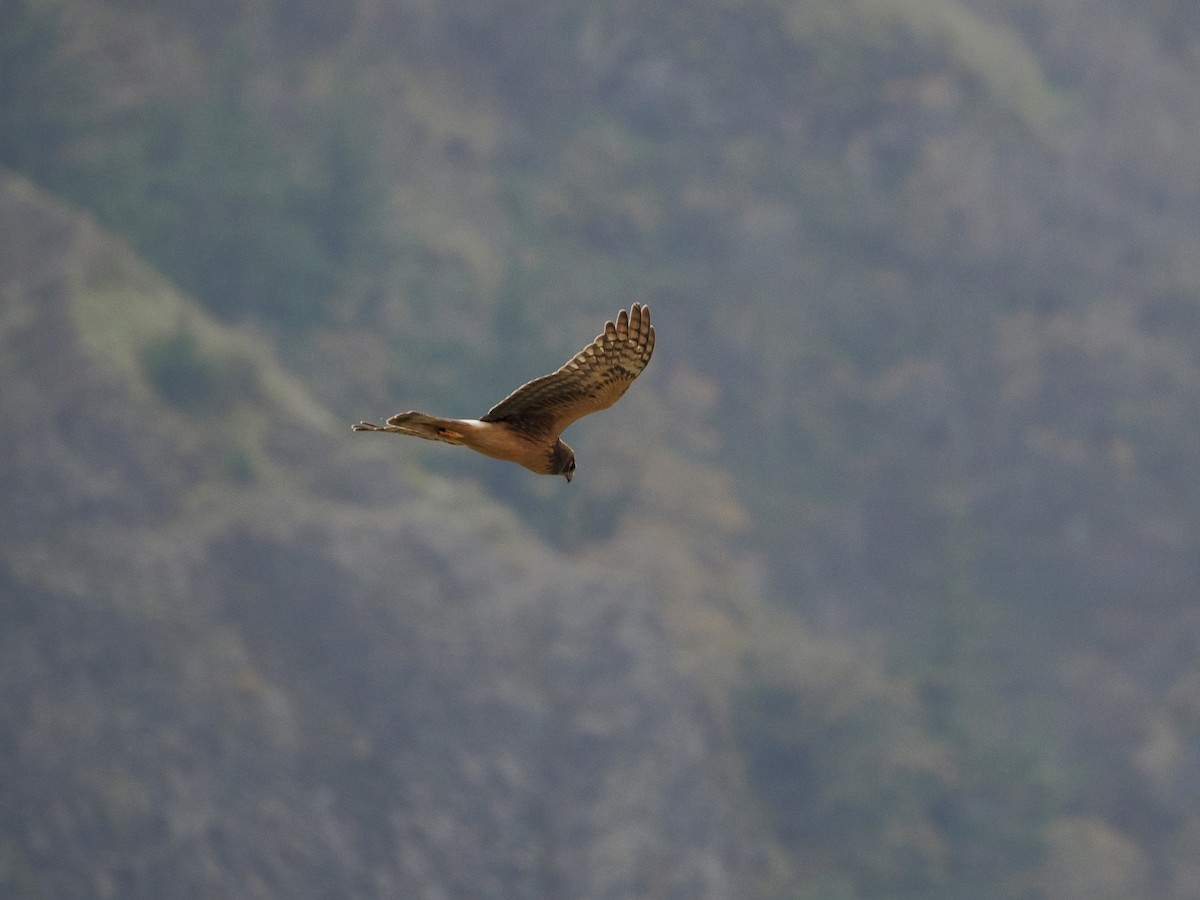 Aguilucho de Hudson - ML644447072