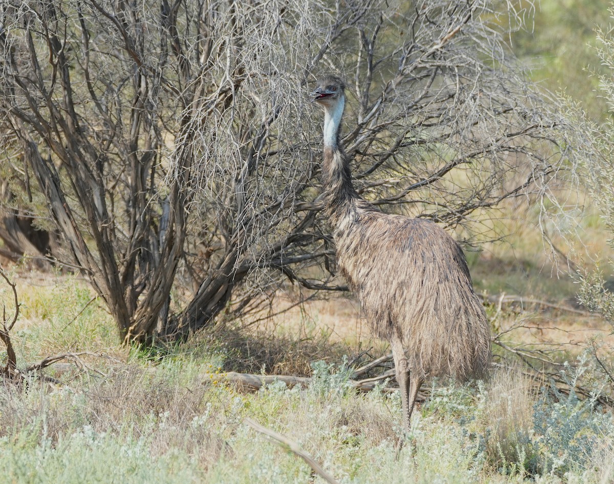 Émeu d'Australie - ML644447074