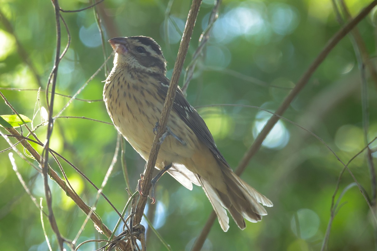Rose-breasted Grosbeak - ML644447078