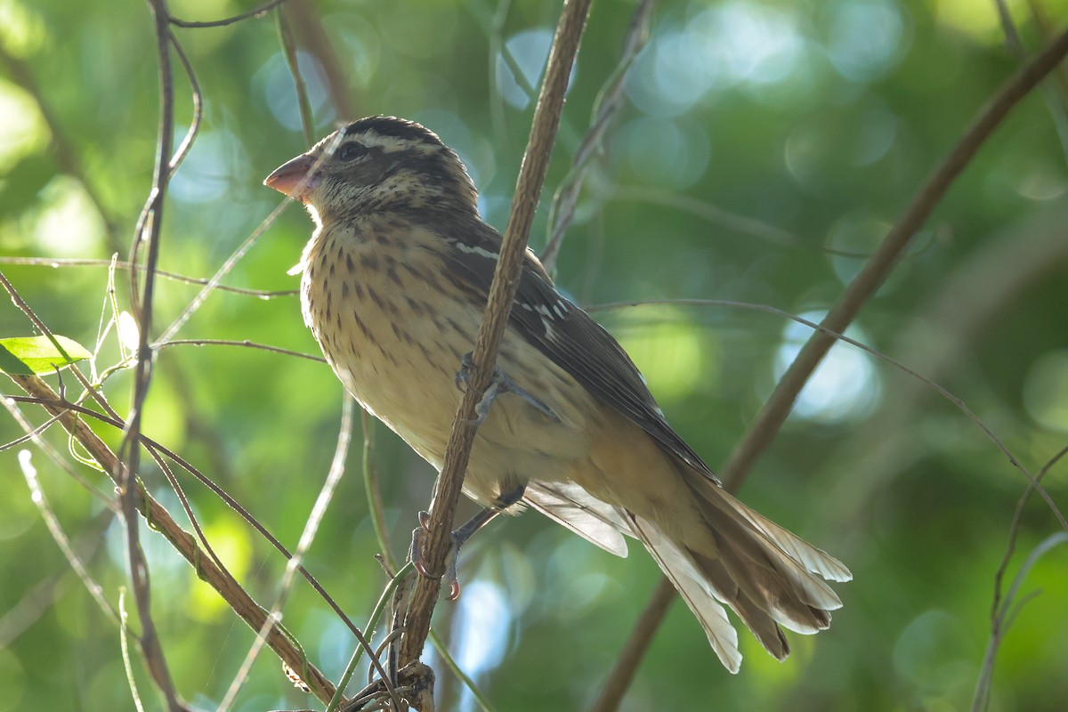 Rose-breasted Grosbeak - ML644447079