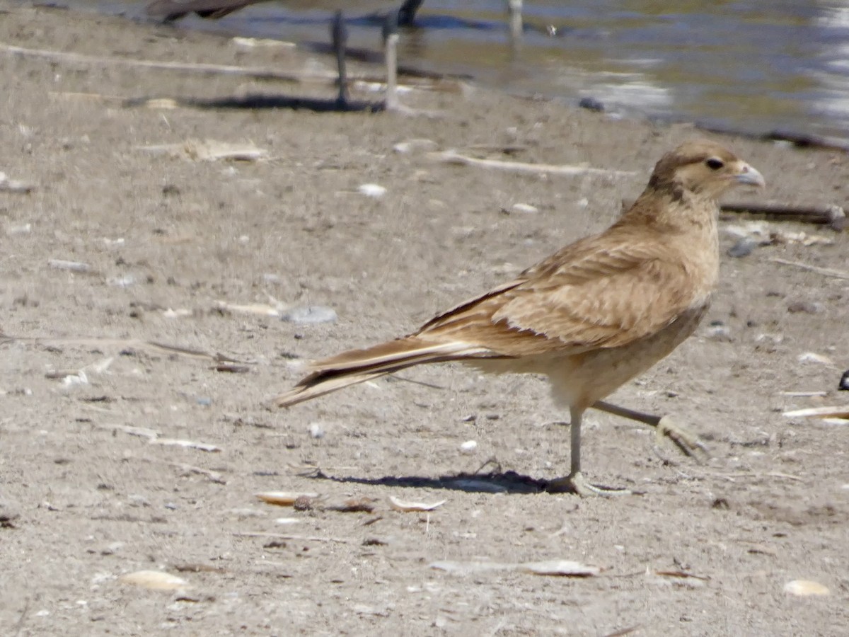 Chimango Caracara - ML644447080