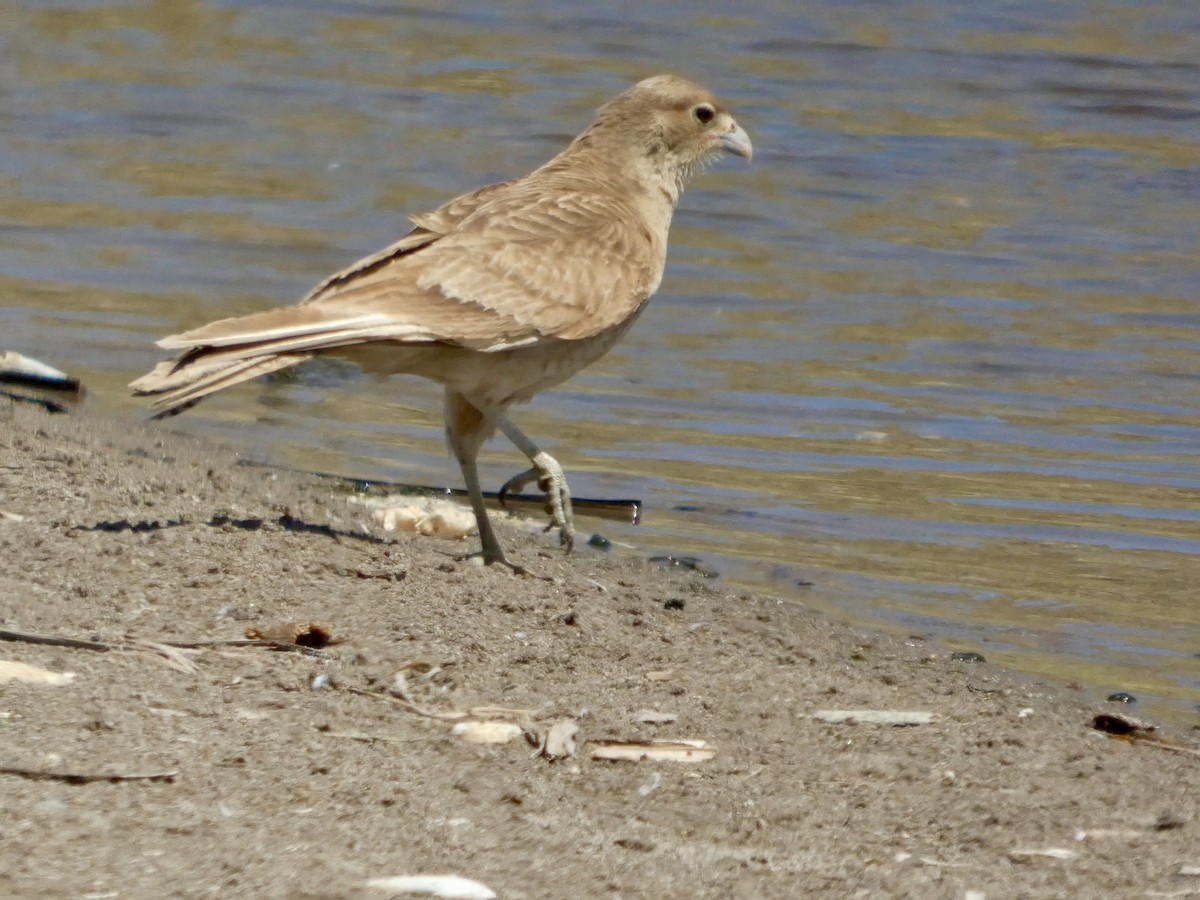 Chimango Caracara - ML644447081
