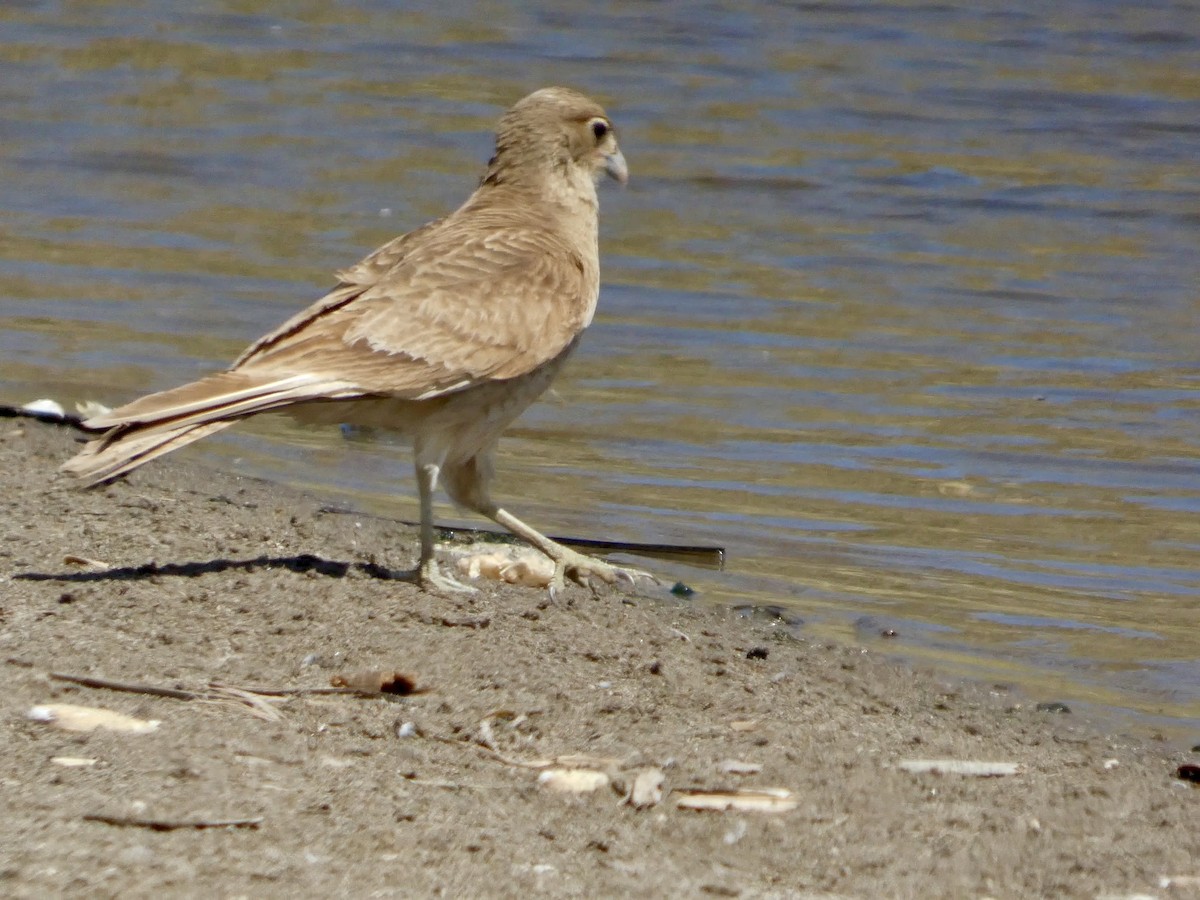 Chimango Caracara - ML644447082