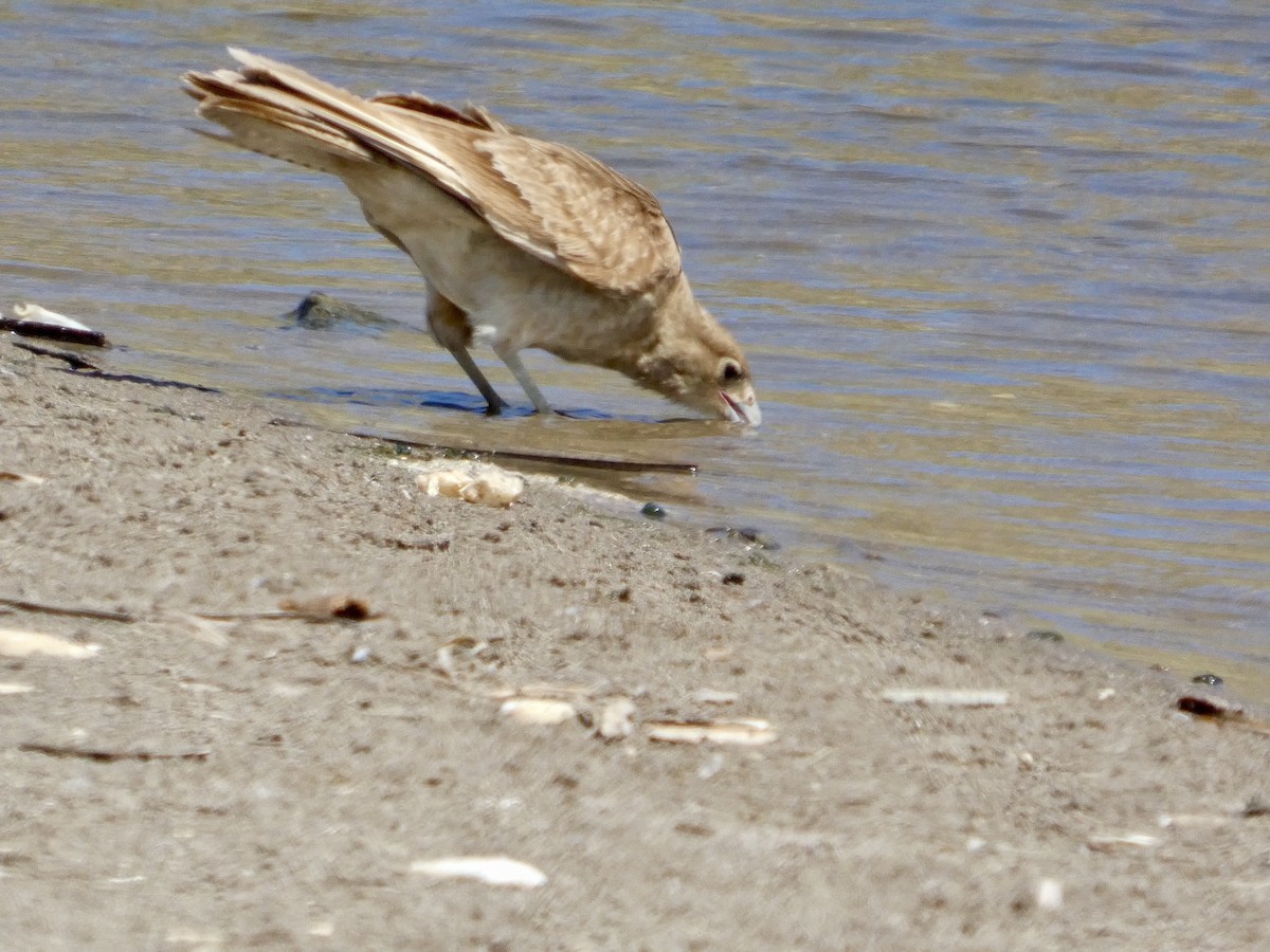 Chimango Caracara - ML644447083